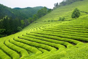 Green tea plantation in South Korea